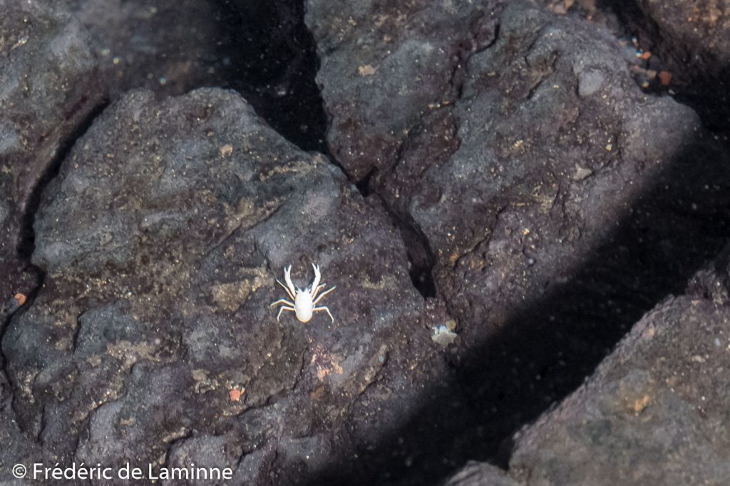 La lagune des Jameos del Agua a la particularité d’abriter une espèce de crabes albinos blancs et aveugles les Munidopsis polymorpha