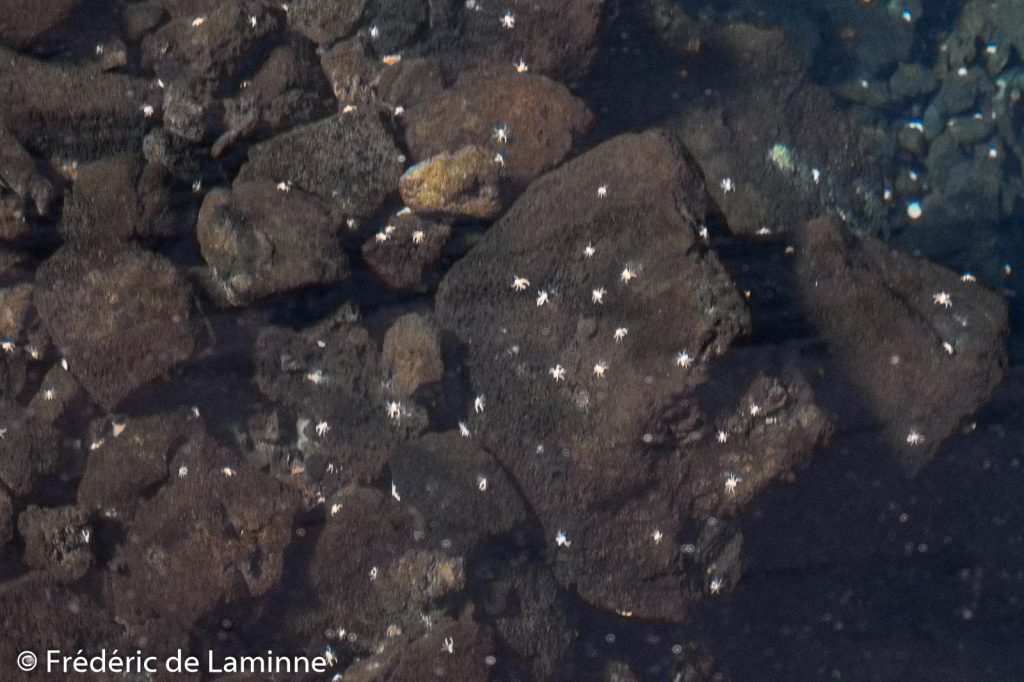 La lagune des Jameos del Agua a la particularité d’abriter une espèce de crabes albinos blancs et aveugles les Munidopsis polymorpha