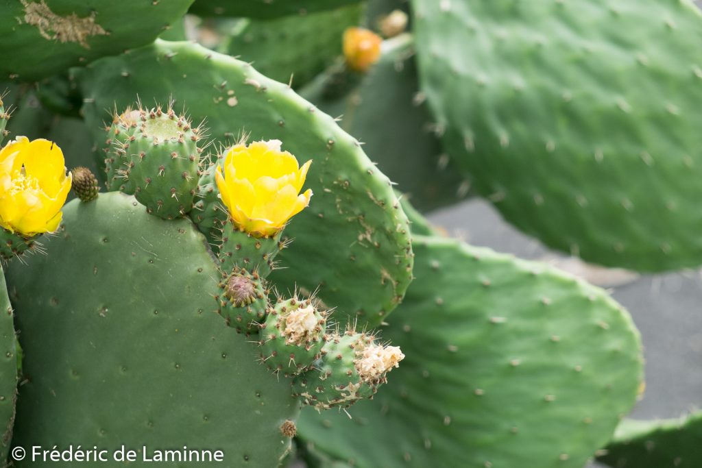 détails de la fleur du figuier de barbarie, un cactus commun à Lanzarote car il est utilisé pour élever des cochenilles pour faire du colorant.