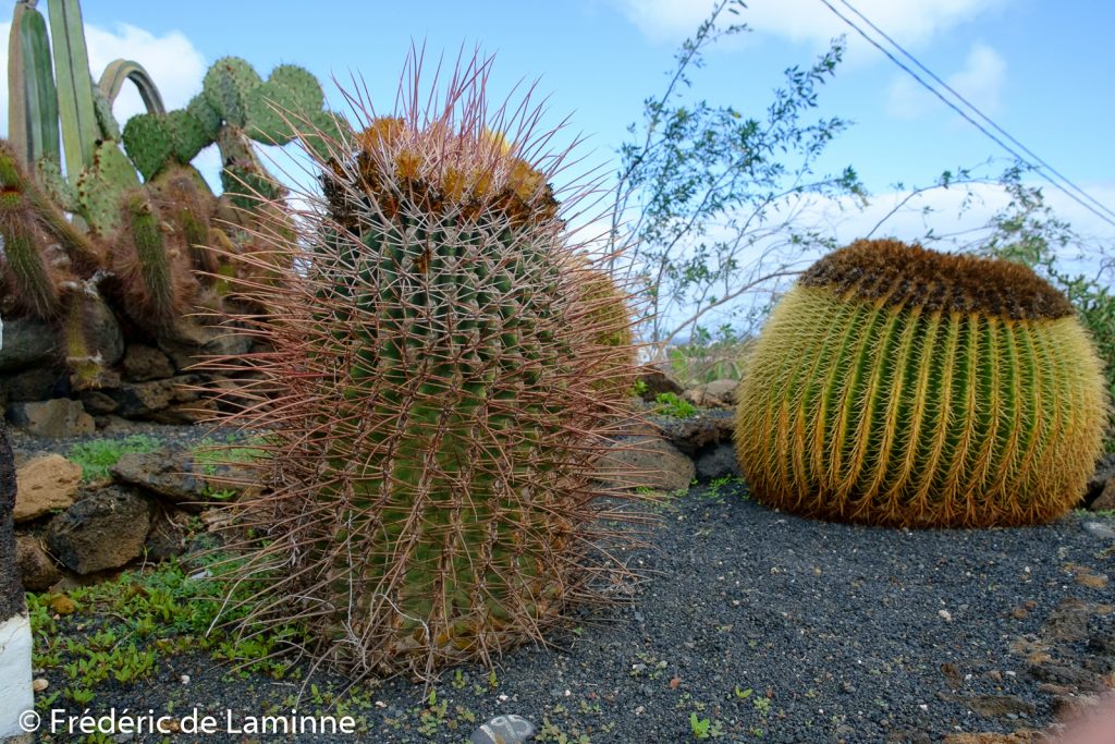 Promenade sur le thème des cactus et de la Cochenille au départ de Mala, Lanzarote