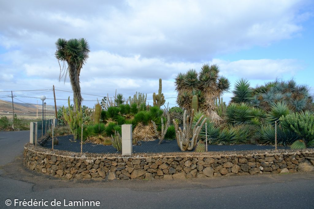 Promenade sur le thème des cactus et de la Cochenille au départ de Mala, Lanzarote