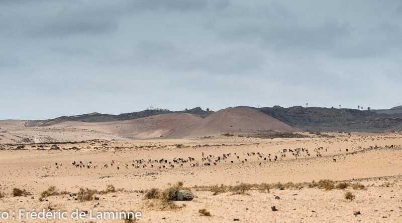 troupeau de chèvres dans El Jabble
